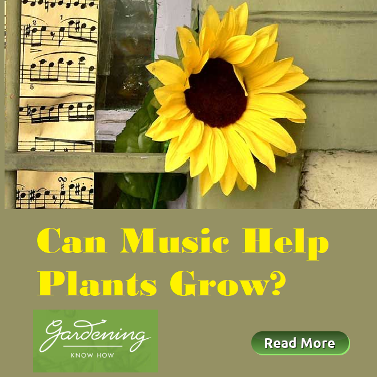 Can Music Help Plants Grow? Gardening