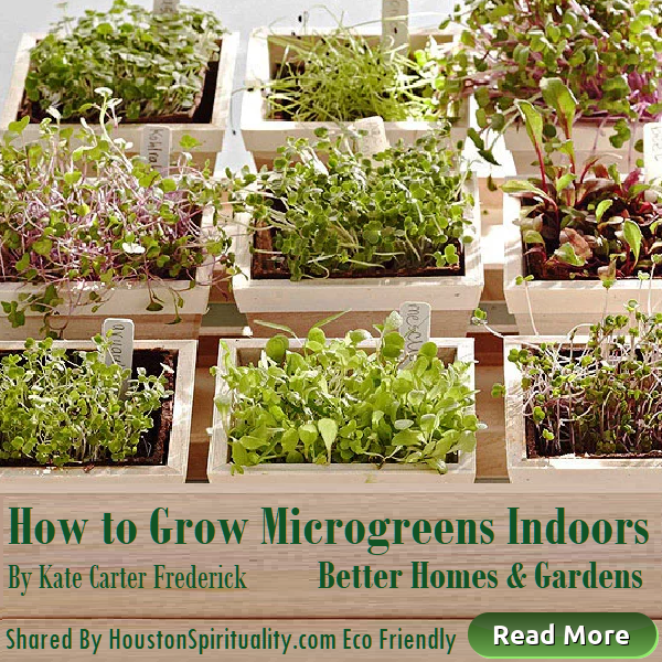How to Grow Microgreens Indoors, Better Homes & Gardens, Eco-Friendly