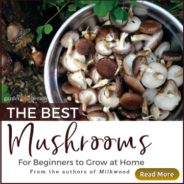 The Best Mushrooms for Beginners to Grow at Home. 