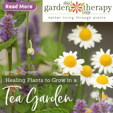 Healing Plants to Grow in a Tea Garden. Garden Therapy, Eco Friendly
