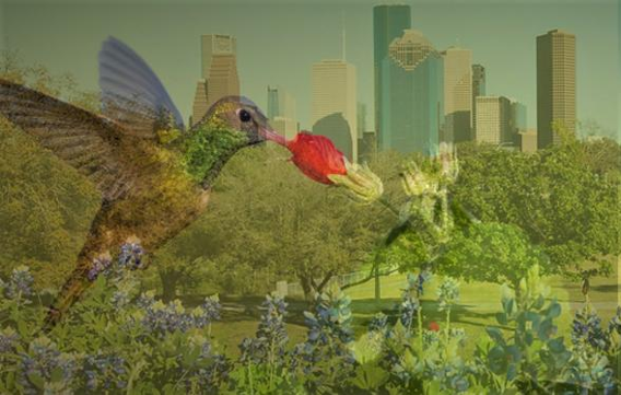 Flight of the hummingbird through Houston