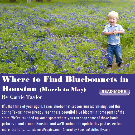Where to Find Bluebonnets in Houston March to May. click