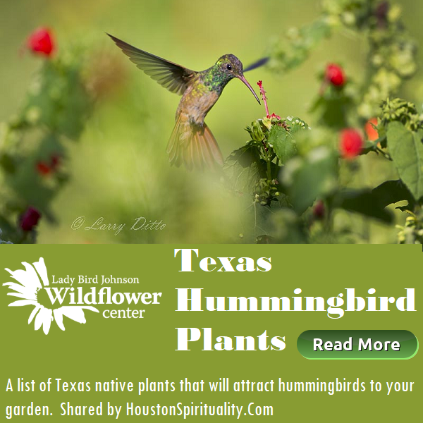 Texas Hummingbird Plants link from Houston Spirituality