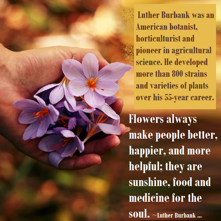 Book: A gardener touched with genius. Click