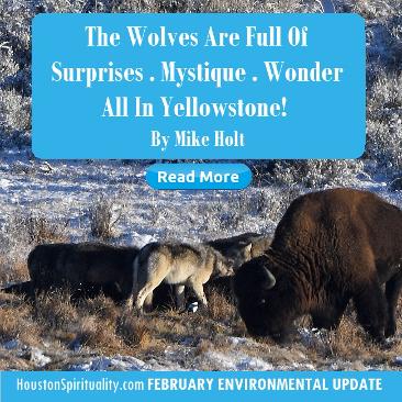 The Wolves are full of surprises, mystique, wonder in Yellowstone by Mike Holt