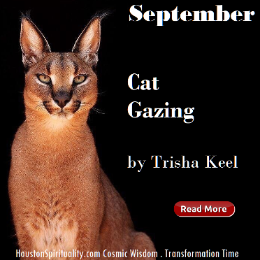 Cat Gazing, a blog article by Trisha Keel