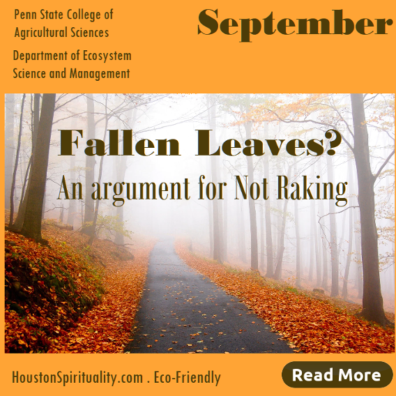 Fallen Leaves. An Argument for Not Raking. 