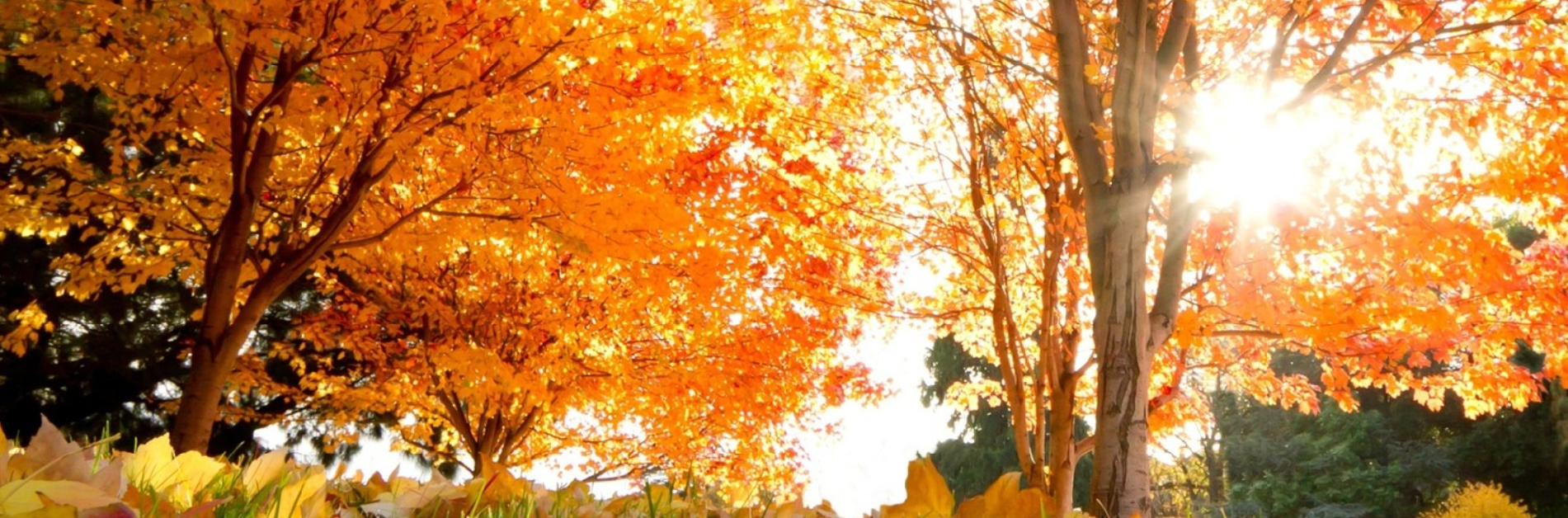Eco Friendly September 2019
