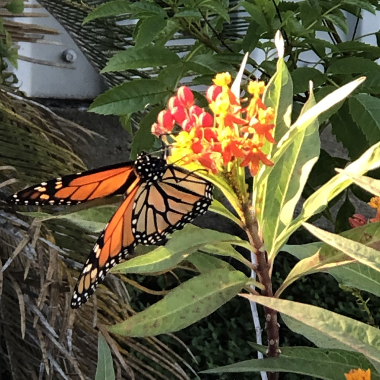 Charlotte's butterfly garden linked to Carmel History.