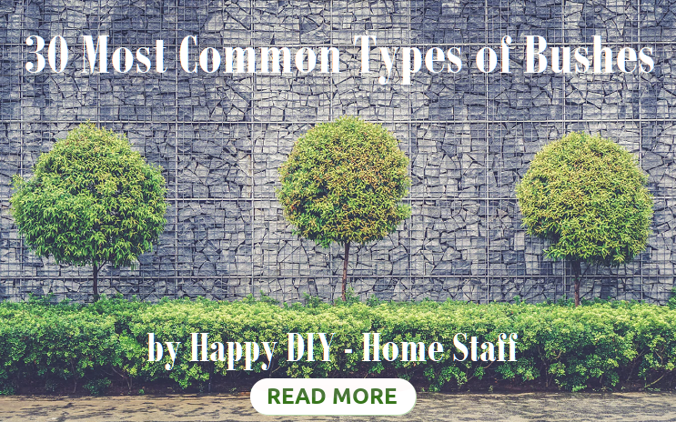 30 Most Common Types of Bushes