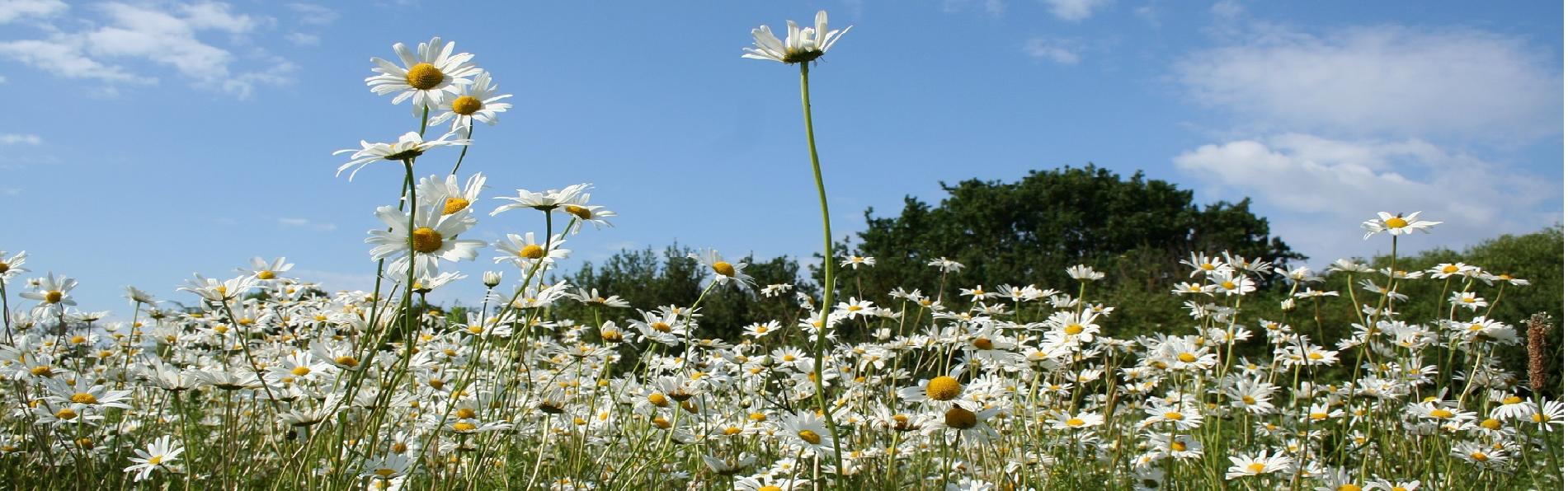 Eco Friendly June